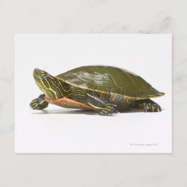 Western painted turtle (Chrysemys picta bellii), Postcard (Front)