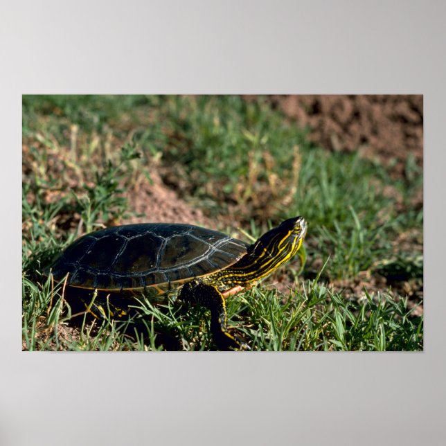 Western Painted Turtle Poster (Front)