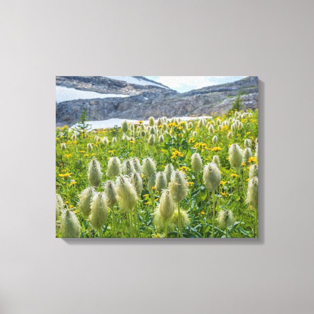 Western Pasqueflower | East Kootenay Mountains Canvas Print (Front)