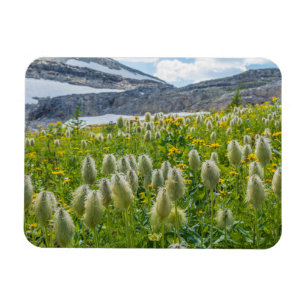 Western Pasqueflower   East Kootenay Mountains Magnet