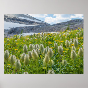 Western Pasqueflower East Kootenay Mountains Poster