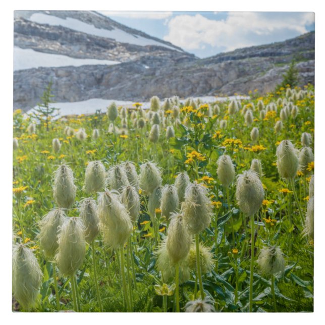 Western Pasqueflower | East Kootenay Mountains Tile (Front)