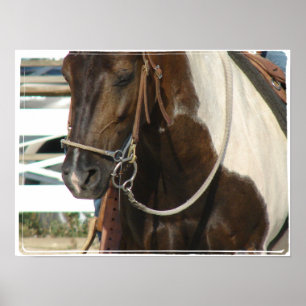 Western Pinto Pony Poster
