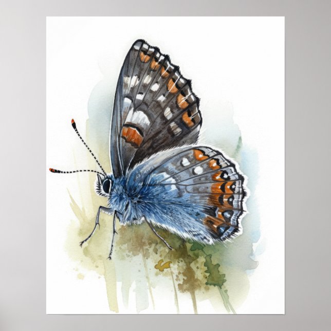 Western Pygmy Butterfly Art Print Poster (Front)