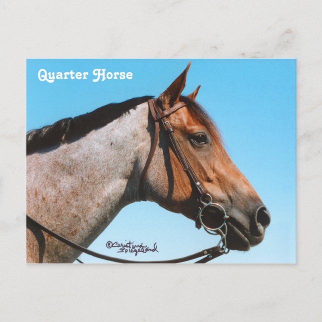 Western Quarter Horse Postcard (Front)