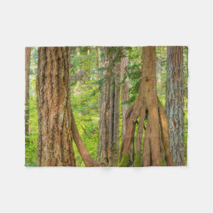 Western Red Cedar Tree   Washington State Fleece Blanket
