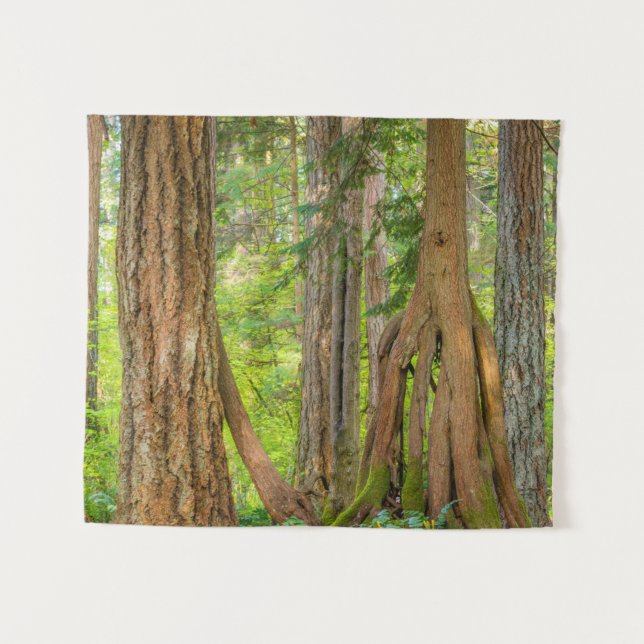 Western Red Cedar Tree | Washington State Tapestry (Front (Horizontal))