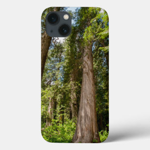 Western Red Cedar Trees iPhone 13 Case