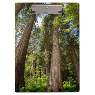 Western Red Cedar Trees Clipboard