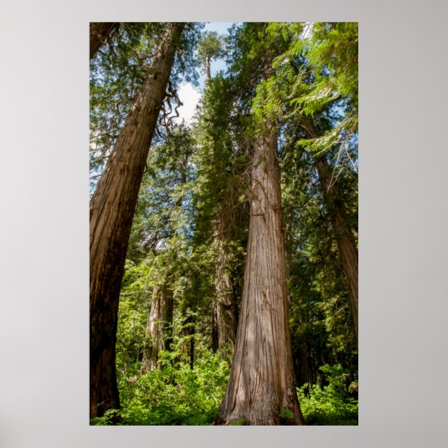 Western Red Cedar Trees Poster (Front)