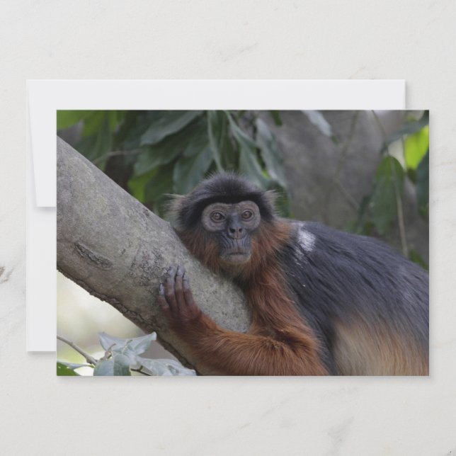 Western Red Colobus Monkey (Front)