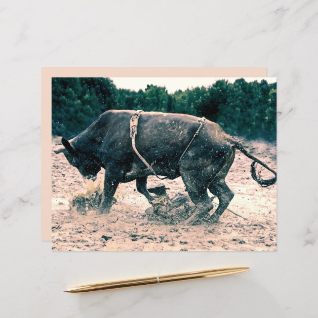 Western Rodeo Black Bull Country Cowboy Rustic (Front/Back In Situ)