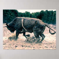 Western Rodeo Black Bull Country Cowboy Rustic