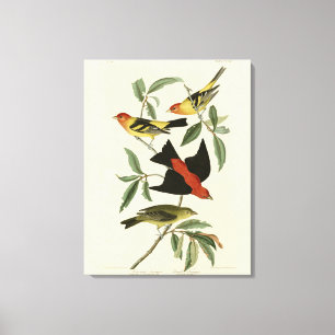 Western, Scarlet Tanagers Audubon Birds of America Canvas Print