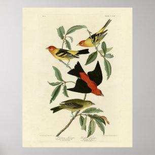 Western, Scarlet Tanagers Audubon Birds of America Poster