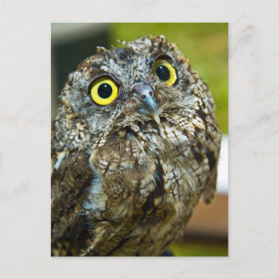 Western Screech Owl Close-up Photo Postcard