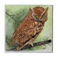 Western Screech Owl