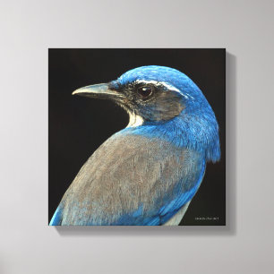 Western Scrub Jay Canvas Print