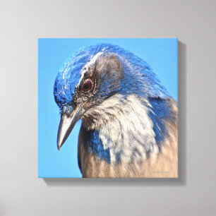 Western Scrub Jay Canvas Print