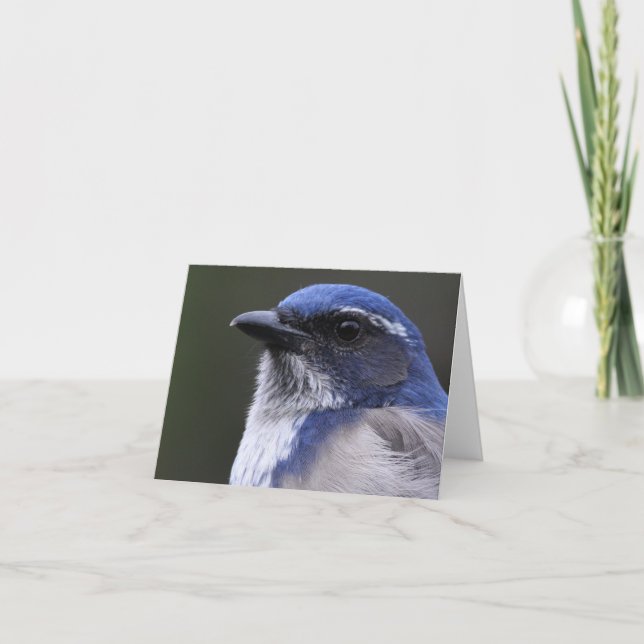 Western Scrub-Jay - Joe Sweeney - card (Front)