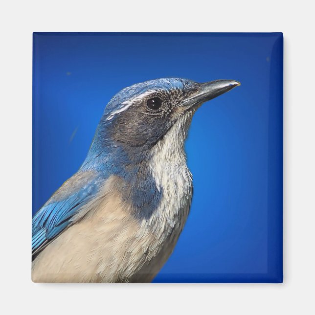 Western Scrub Jay Magnet (Front)