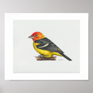 Western Tanager Art Print