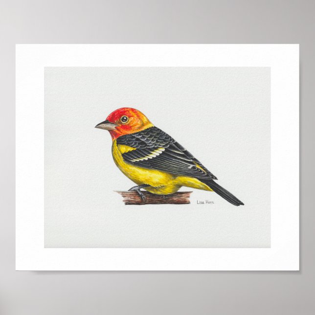 Western Tanager Art Print (Front)