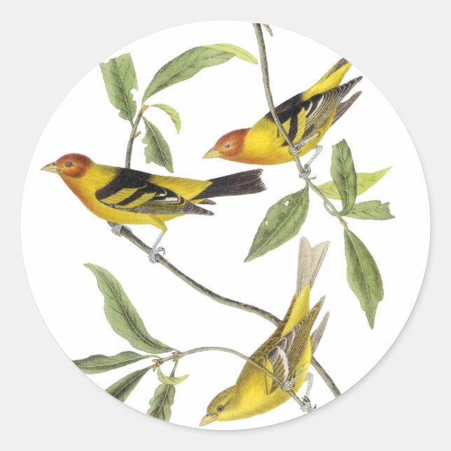 Western Tanager - John James Audubon Classic Round Sticker (Front)