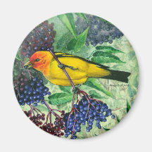 Western Tanager Magnet