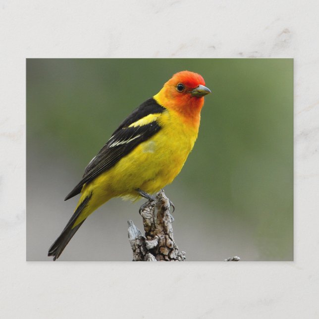 Western Tanager Photograph Postcard (Front)