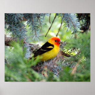 Western Tanager Print