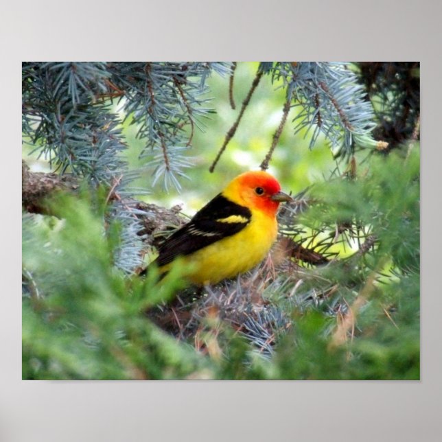 Western Tanager Print (Front)