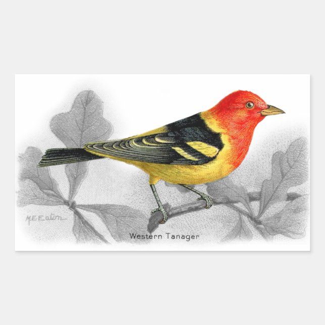 Western Tanager Rectangular Sticker (Front)
