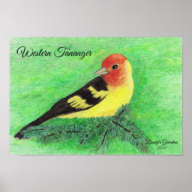 Western Tananger Bird Coloured Pencil Art