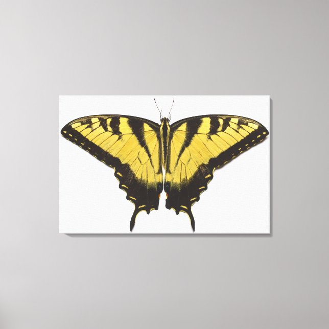 Western Tiger Swallowtail Butterfly Canvas Print (Front)