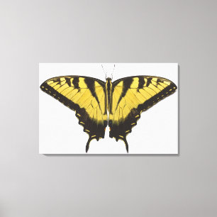 Western Tiger Swallowtail Butterfly Canvas Print