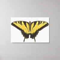 Western Tiger Swallowtail Butterfly