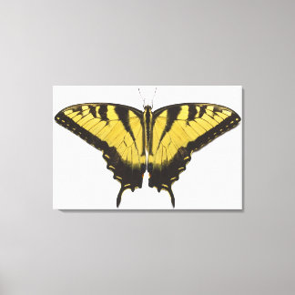 Western Tiger Swallowtail Butterfly Canvas Print