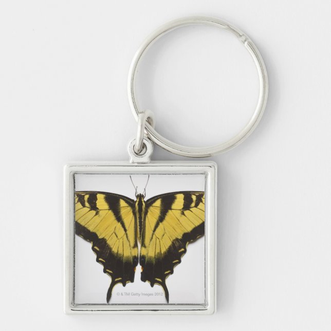 Western Tiger Swallowtail Butterfly Key Ring (Front)