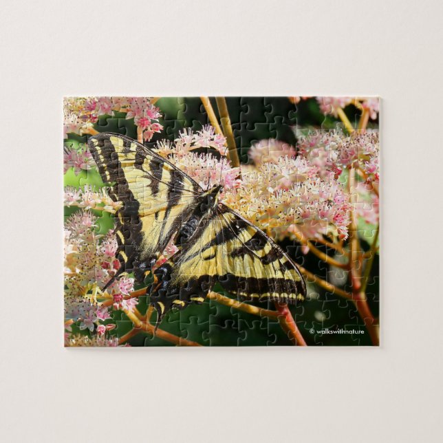 Western Tiger Swallowtail Butterfly on Rodgersia Jigsaw Puzzle (Horizontal)