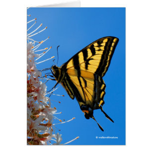 Western Tiger Swallowtail Butterfly on the Buckeye