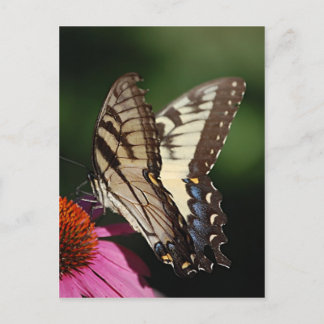 Western Tiger Swallowtail Postcard