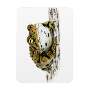 Western Toad Magnet
