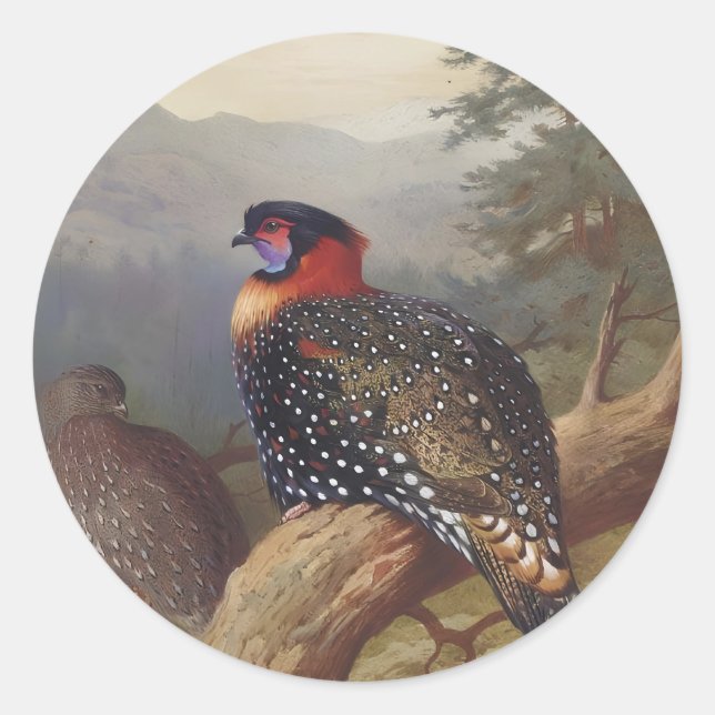 Western tragopan, Bird Illustrations Classic Round Sticker (Front)