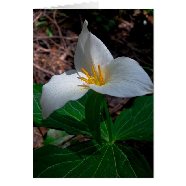 Western Trillium (Front)