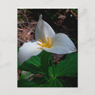 Western Trillium 01 Postcard