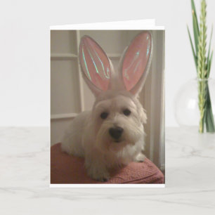 Westhighland Bunny Card