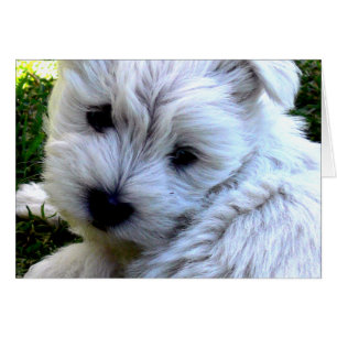 Westie