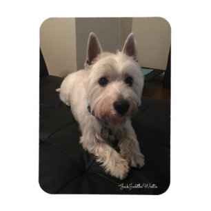 Westie 3"x4" Photo Magnet