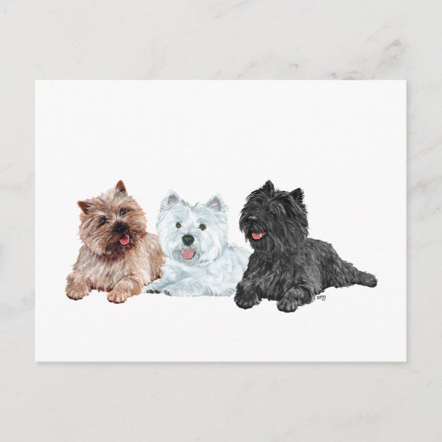 Westie and Cairn Terriers Postcard (Front)